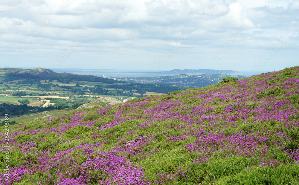 Landscapes of Ireland. Summer in the Dublin Hills. Landscapes of Ireland. Summer in the Dublin Hills.