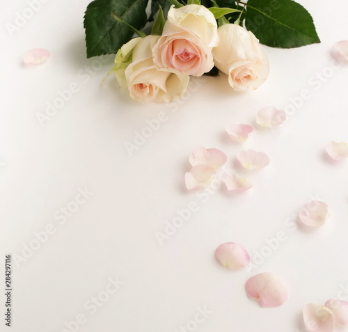 Flowers composition background. beautiful pink roses and petals on white     background.Top view.Copy space