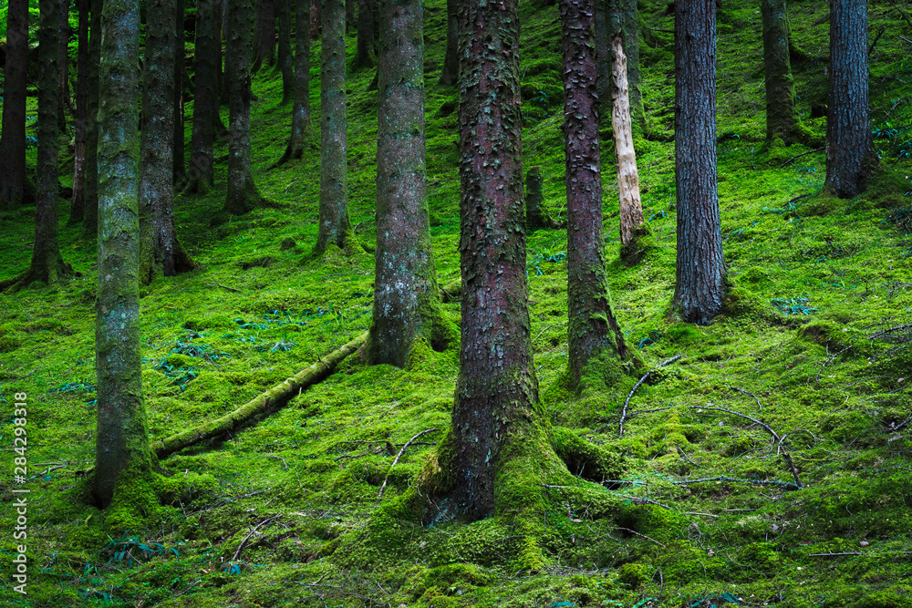 Obraz premium Lush Scottish woodland scene.