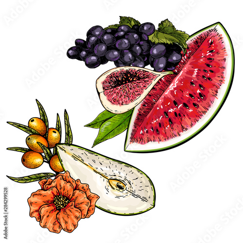 Hand drawn set of tropical fuits. Vector colored isolated objects. Sliced pear, sea buckthorn, watermelon, grape, fig. For restaurant menu, food package, poster design. Summer ripe exotic harvest.