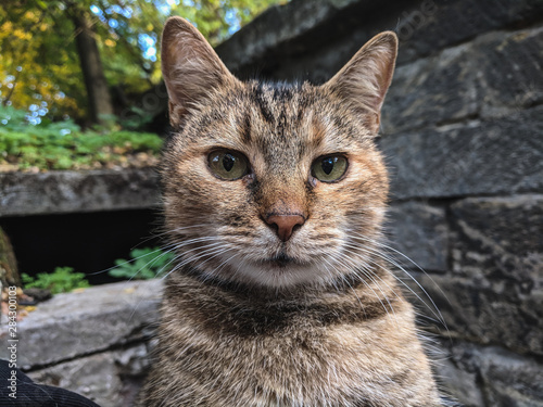  Beautiful cute street cat portrait close up