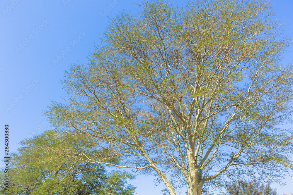 Tropical Fever Trees Large Closeup Blue Sky Tropical Fever Trees Large Closeup Blue Sky