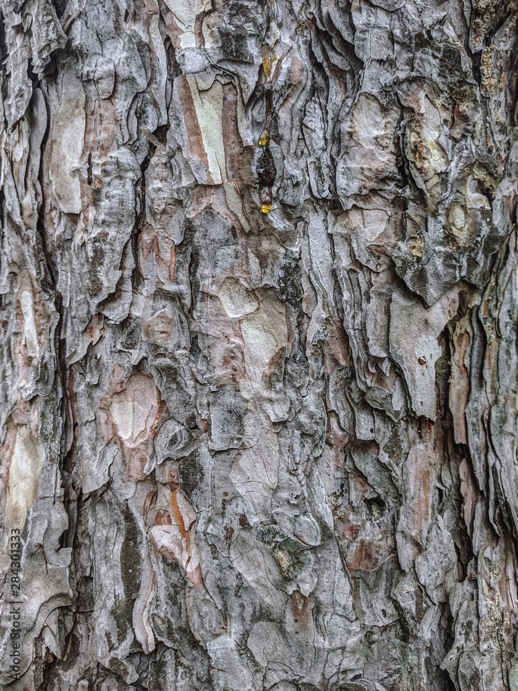 Atmospheric texture of natural wood bark Atmospheric texture of natural wood bark