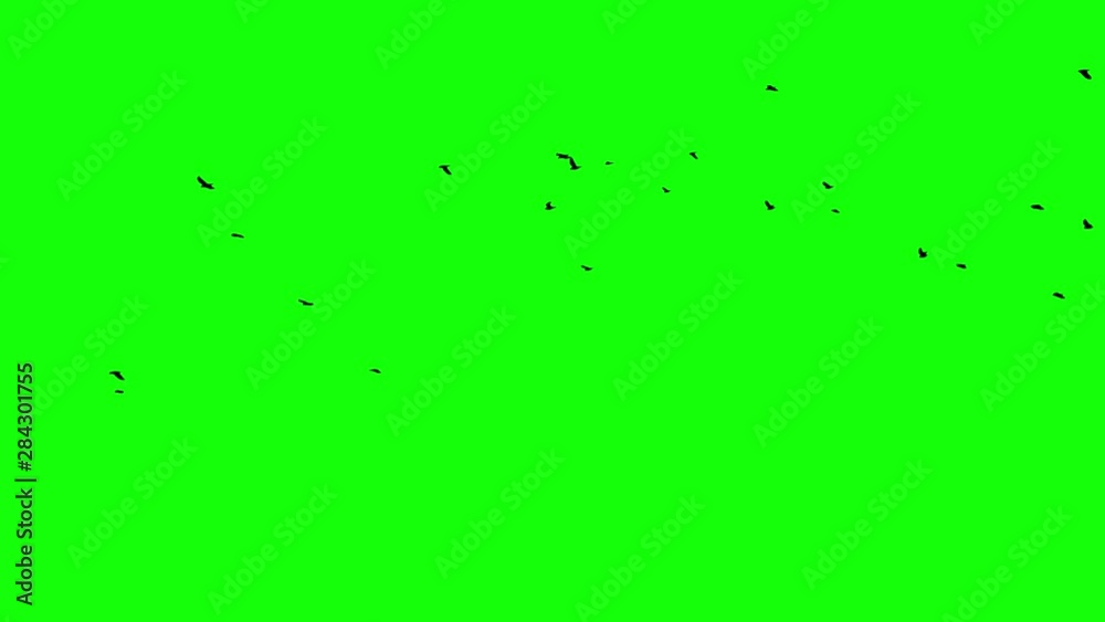 Flight of a black raven crow on a green background Up and right flow of the crowd Chromakey footge Clear in and out of Black birds appearing Flight of a black raven crow on a green background Up and right flow of the crowd Chromakey footge Clear in and out of Black birds appearing