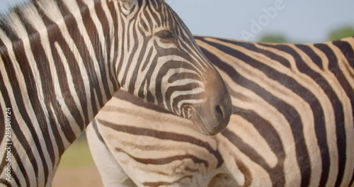 Closeup shoot of group of zebras eating grass in the field in the nature in the national park. Macro shoot of wild animals in natural habitat
