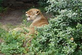Löwin im Busch