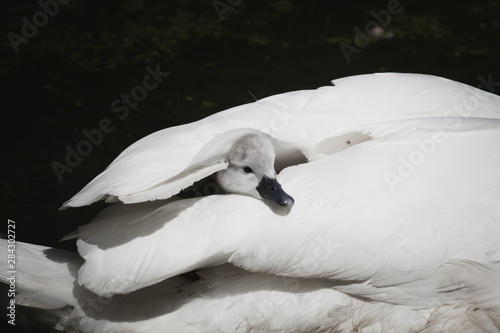 Little baby swan duckling under the wing of its mother