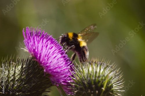 A bee on top of a purple thistle