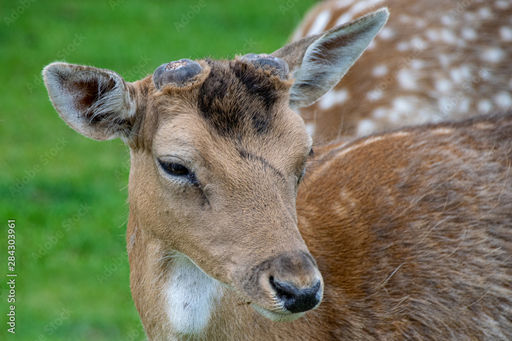 Velvet covering as new antlers grow on young fallow deer Velvet covering as new antlers grow on young fallow deer