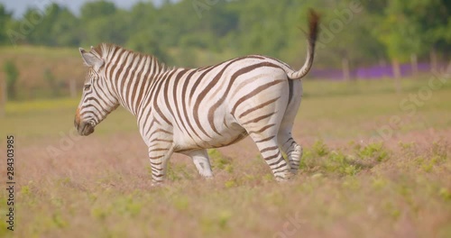 Closeup shoot of single beautiful zebra running in the field in the nature in the national park