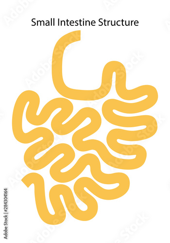 Human internal organs: small intestine structure - Ileum,  Jejunum, Duodenum . Vector illustration. Flat design.