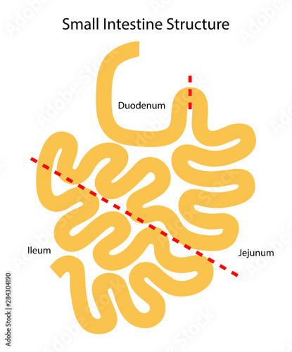 Human internal organs: small intestine structure - Ileum,  Jejunum, Duodenum . Vector illustration. Flat design.