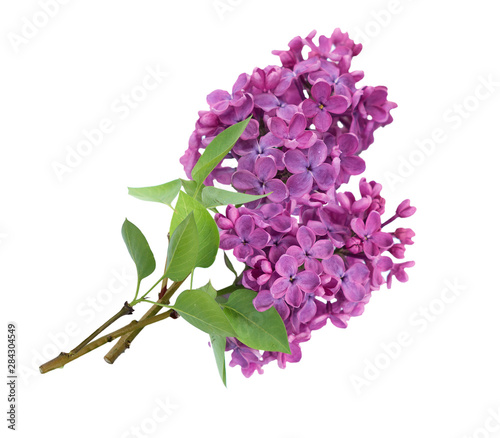 Flowers of dark purple lilac. Isolated on white background.