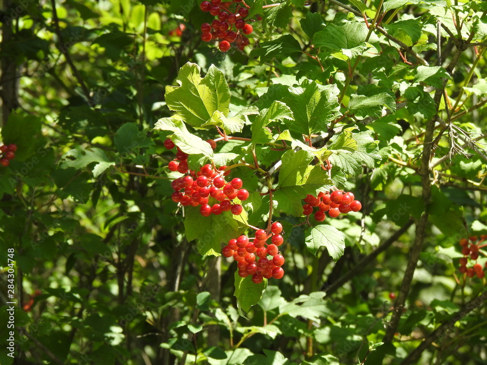 fleurs 