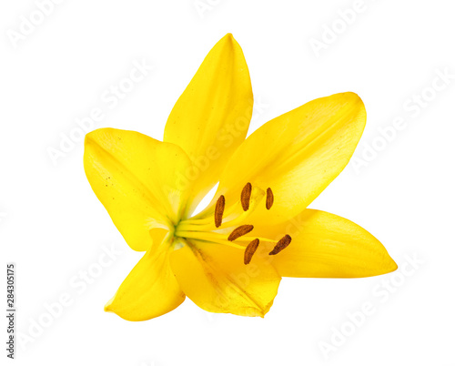 Yellow lily flower. Isolated on white background.