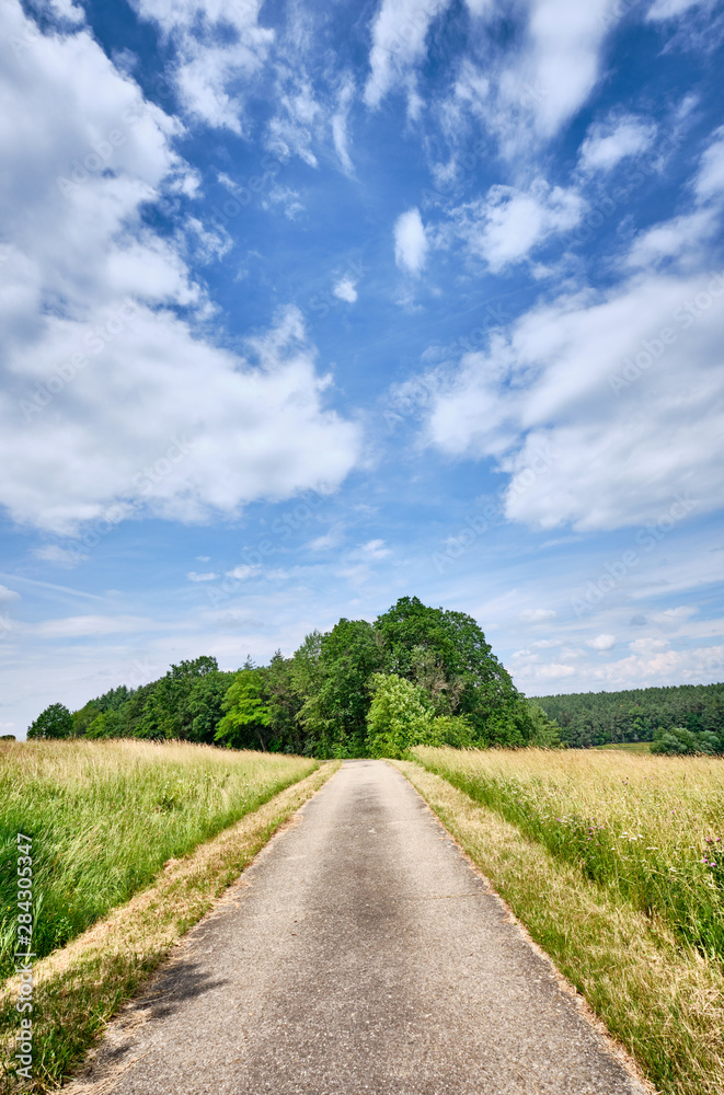 Beautiful sunny rural summer landscape with trees and a asphalt road in the middle with a diminishing persepective