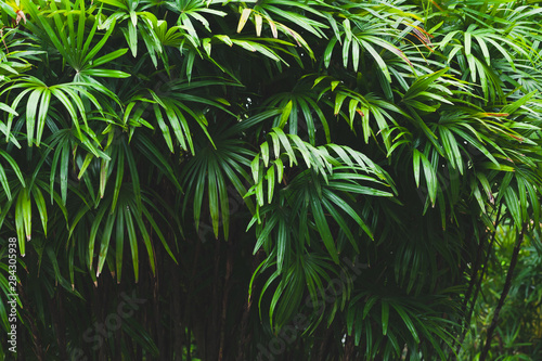 Green palm tree leaves  tropical background