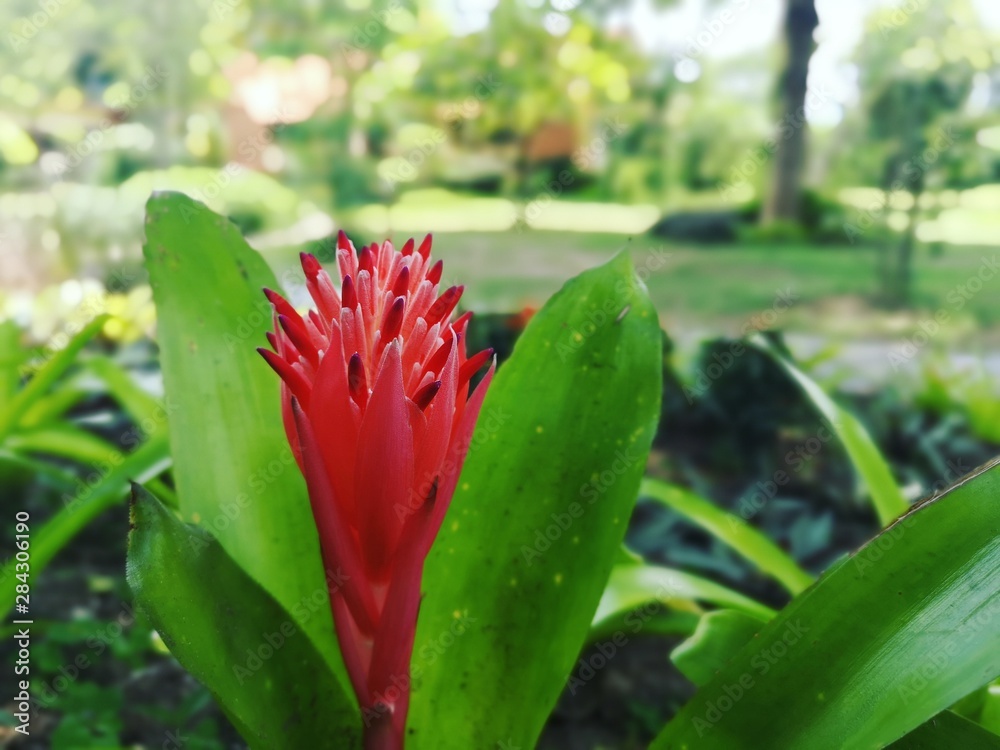 Flowers Flowers