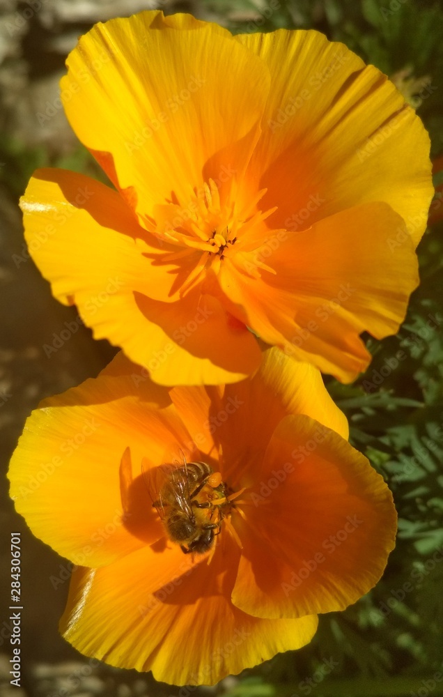 bee on escholzia bee on escholzia