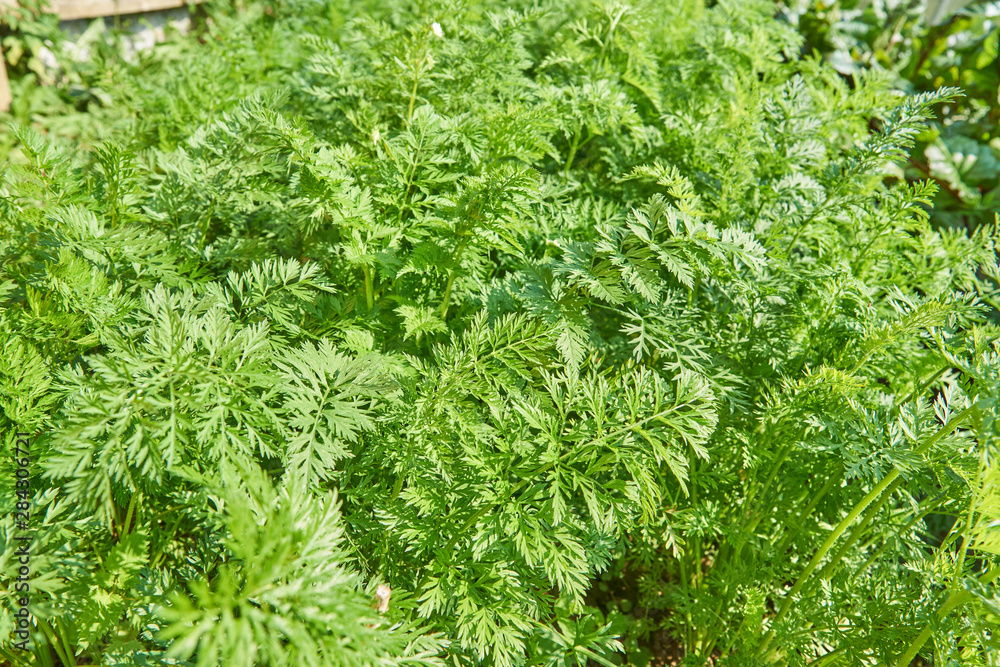 vegetable beds with carrots in the garden in summer. rows of green carrot sprouts. Carrots on garden ground. Carrot harvest season in the garden vegetable beds with carrots in the garden in summer. rows of green carrot sprouts. Carrots on garden ground. Carrot harvest season in the garden