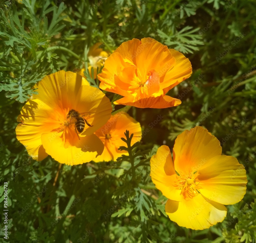 bee on escholzia bee on escholzia