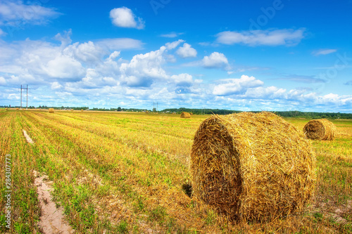 Harvesting field with straw bales on sunny bright day with clouds in blue sky. Agriculture landscape. Harvest time