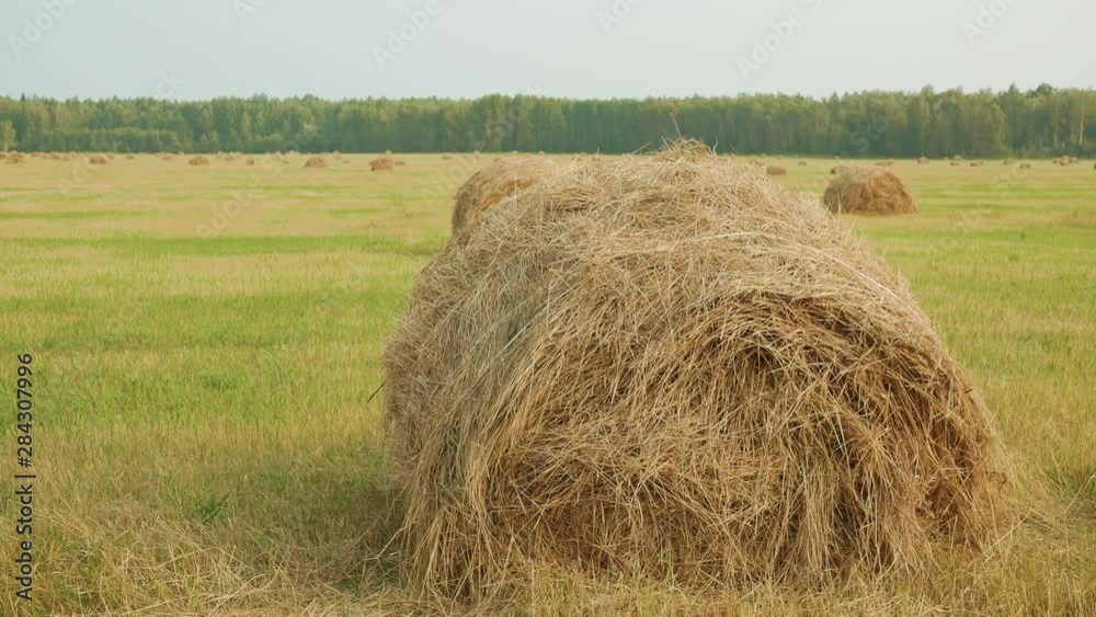 Girl Run Climb Haystack Straw Coil Harvest Time. Happy Caucasian Friends Have Fun Mow Wheat Field Ground Summertime. Heavy Crop Landscape Distant Forest Background Agricultural Concept
