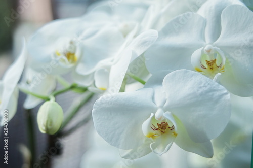 Fototapeta Naklejka Na Ścianę i Meble -  white orchid phalaenopsis flowers macro. Phalaenopsis Orchid