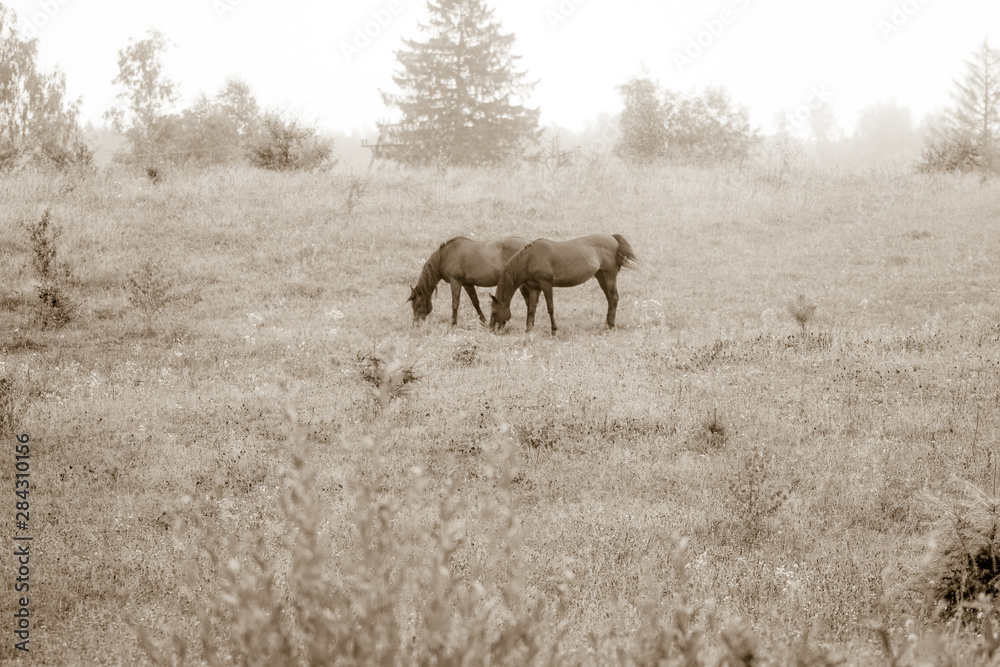 horses horses