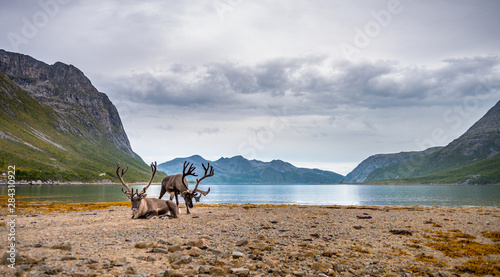 Reindeers on the mountains and sea background. Landscape of North Norway fjord with reindeers