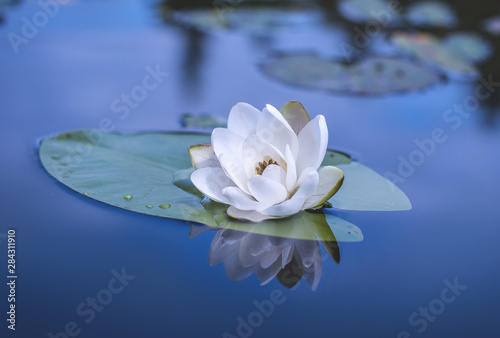 Water lily flower. Nymphaea alba  also known as the European white water lily  white water rose or white nenuphar