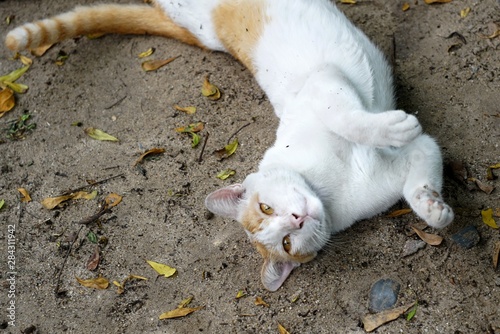 A cat was playing on the ground happily.