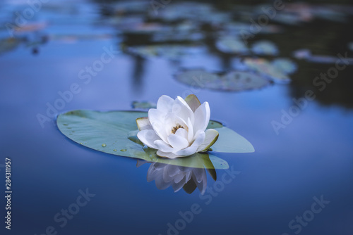 Cuadro en lienzo White lotus flower. Nymphaea lotus