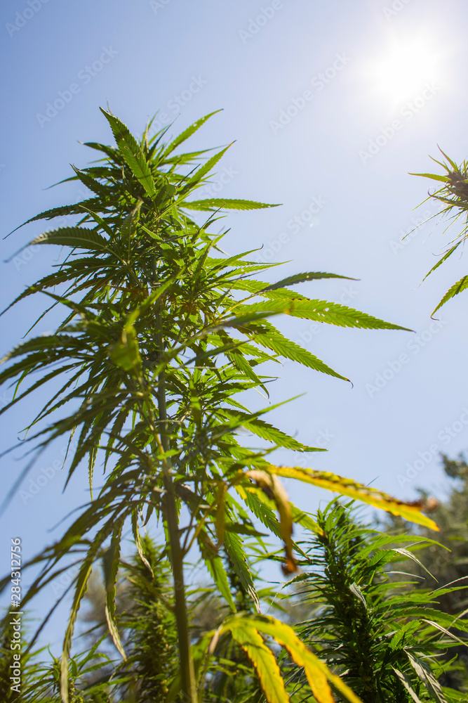 Big and healthy fresh CBD hemp bud on marijuana field