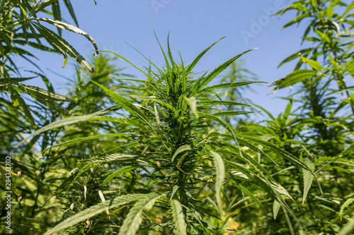CBD hemp plants buds on marijuana field