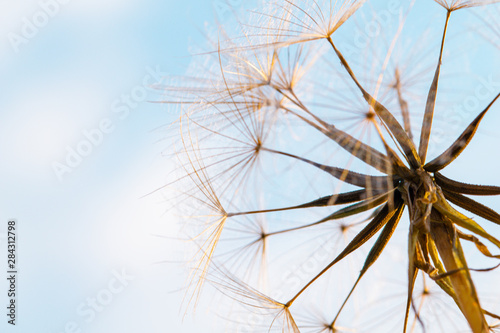 Partially dispersed dandelion clock seed head