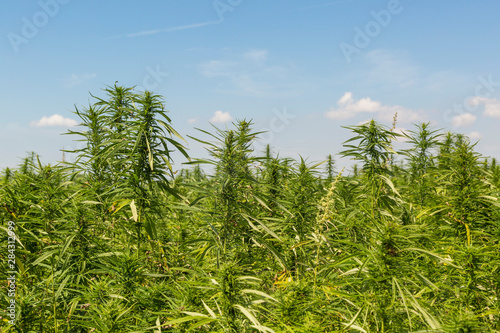 Marijuana CBD hemp plants field
