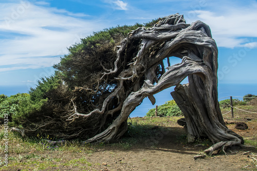   rbol movido por el viento