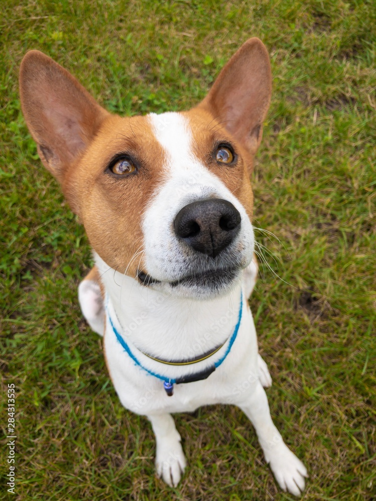 Top view on basenji dog sitting on a green lawn and looking up with interest Top view on basenji dog sitting on a green lawn and looking up with interest