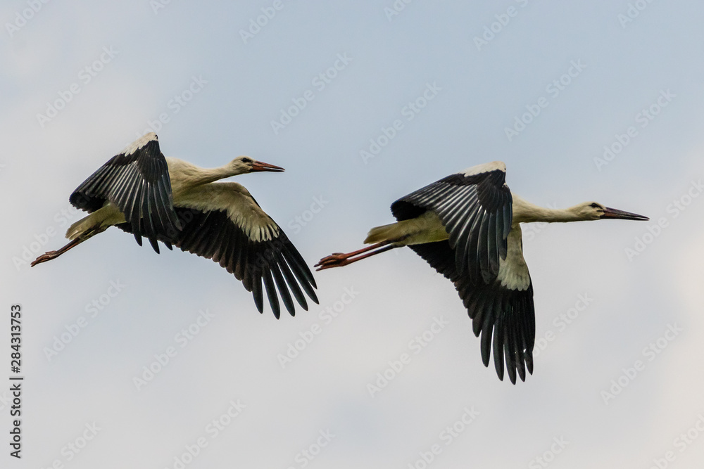 Fototapeta premium stork