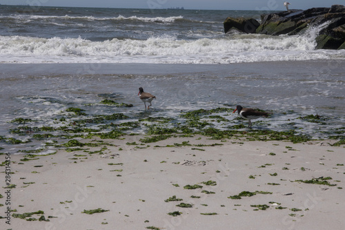Seagull eating a fish. A Seagull eating a fish on the beach