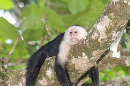 Capuchin-relaxed © Terry