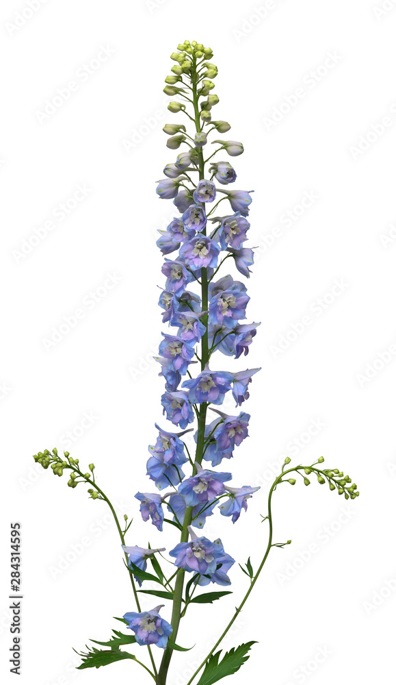 Beautiful bouquet blue delphinium flower isolated on white background ...