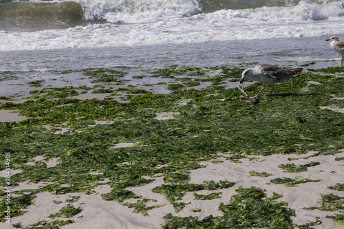 Seagull eating a fish. A Seagull eating a fish on the beach