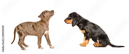 Puppies breed Pitbull and Slovakian Hound together isolated on white background