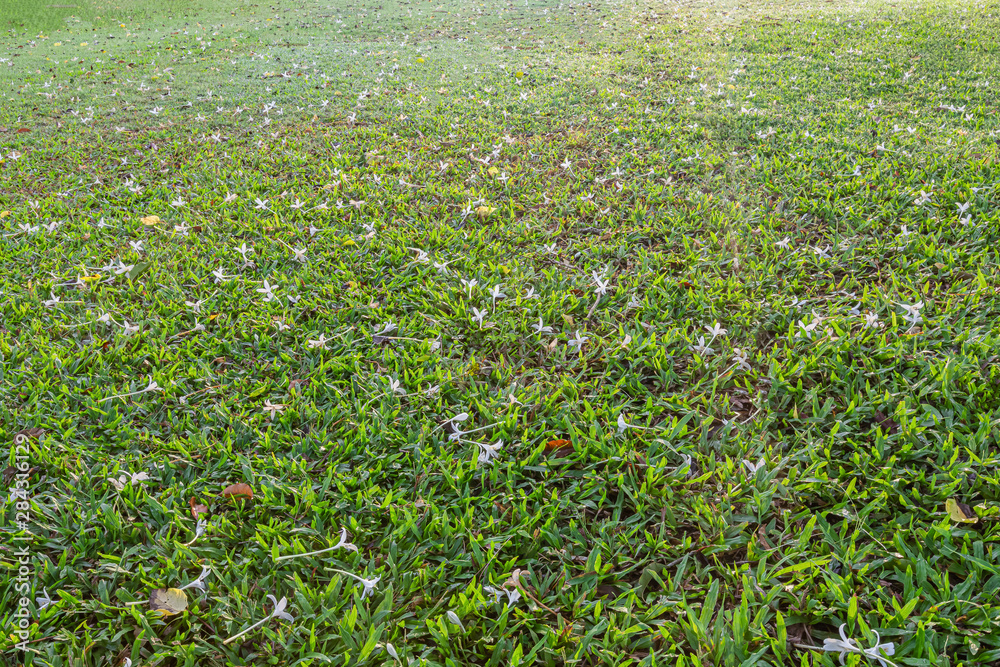 Lawn with dew in the morning Lawn with dew in the morning