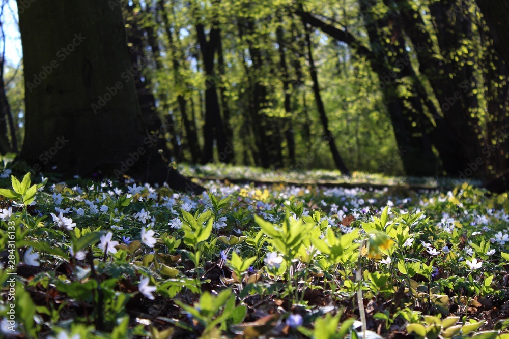 Obraz premium flowers in the forest