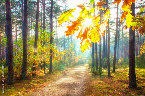 Fototapeta Naklejka Na Ścianę i Meble -  Scenery autumn forest. Amazing sunny forest. Forest nature landscape with bright sun.