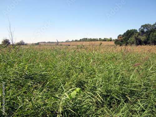 reed