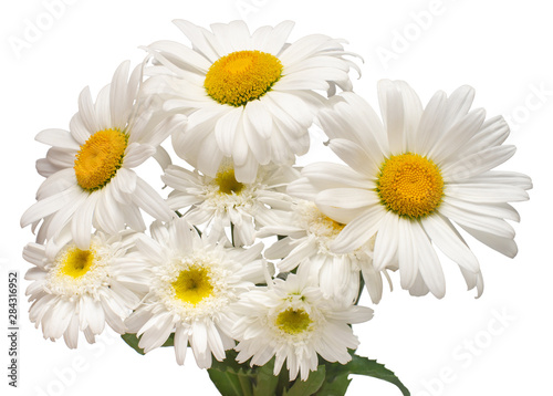 Bouquet white daisy flower isolated on white background. Flat lay  top view. Floral pattern  object